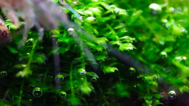 Beautiful Rotala H'ra under Skylight AQI60 - Intense