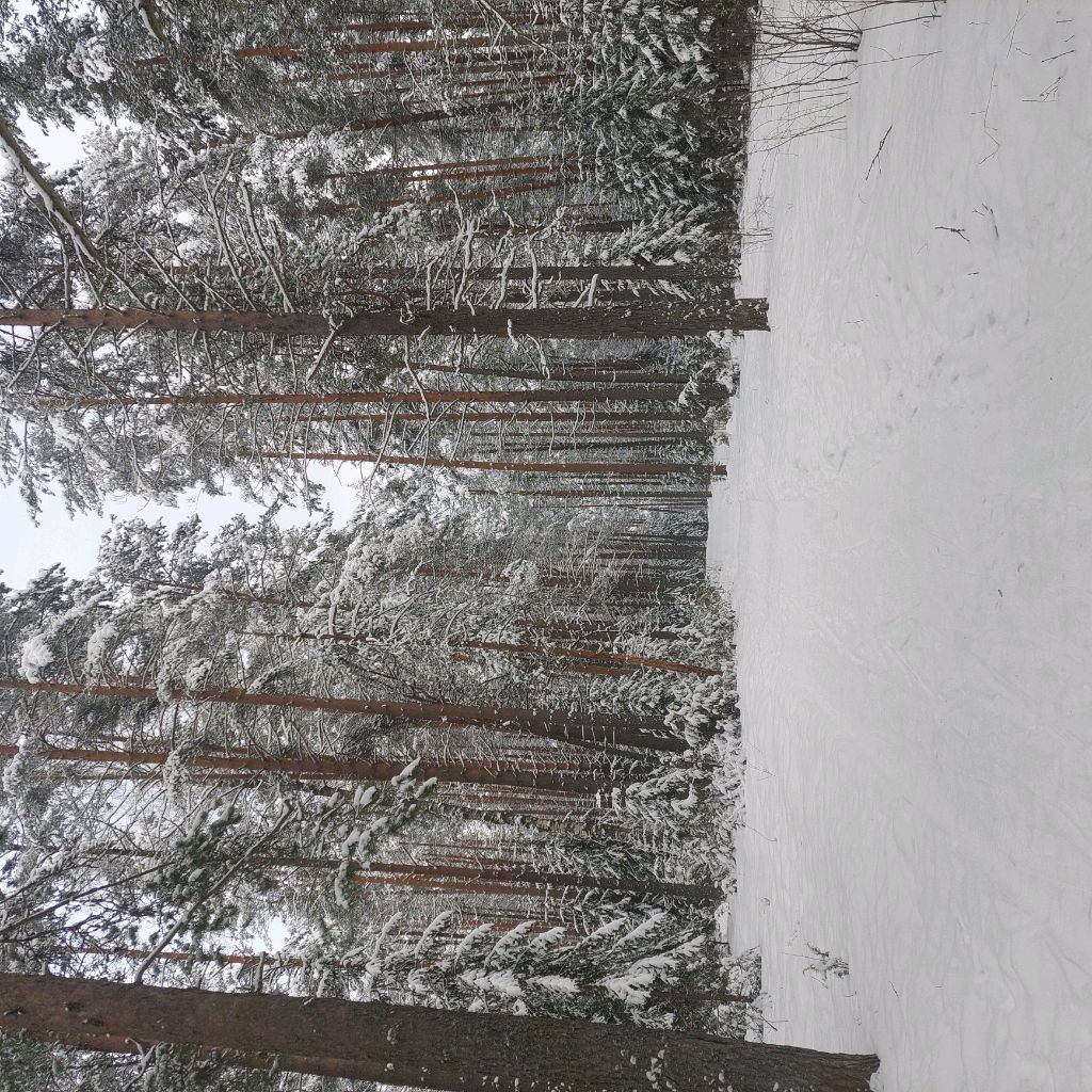 в лесу