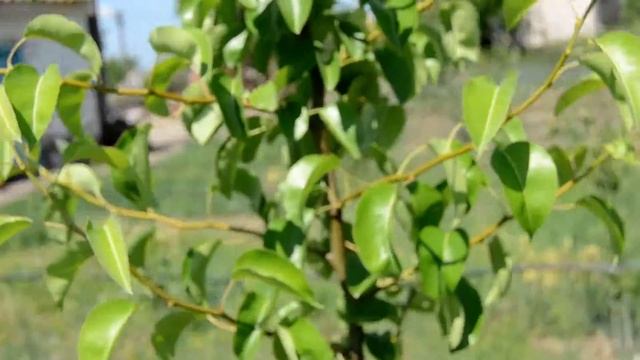 Груша : формування крони дерева , продовження .