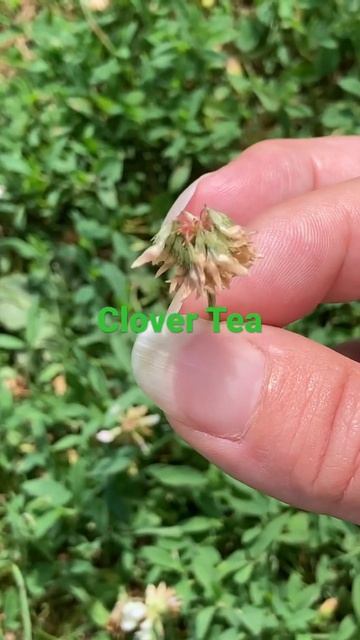 Clover Tea