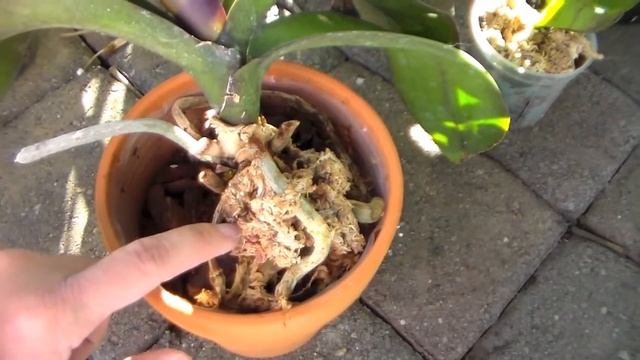 Orchid Collection Update - February 2015