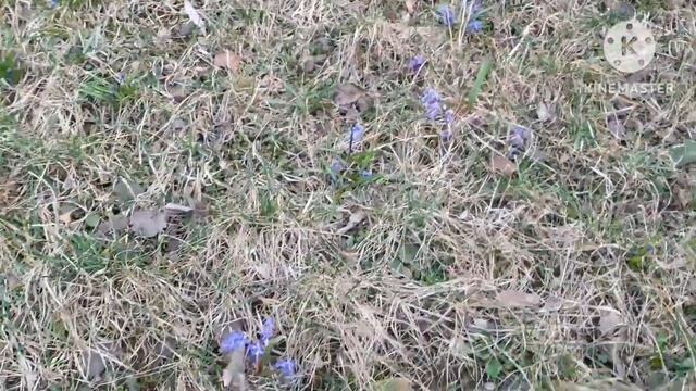 Расцвели пролески во дворе.25 Марта.