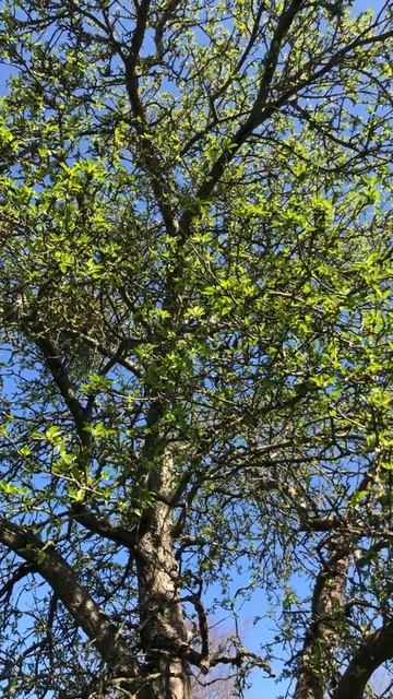 Apple 'John Downie' - mid canopy - April 2021