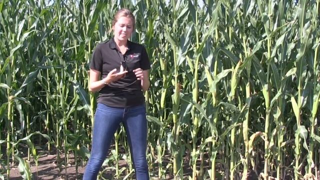 Corn School: The birds and the bees — of corn that, is