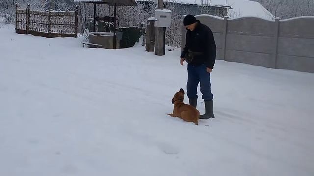 Послушание Стафордширский тер'ер Спайк