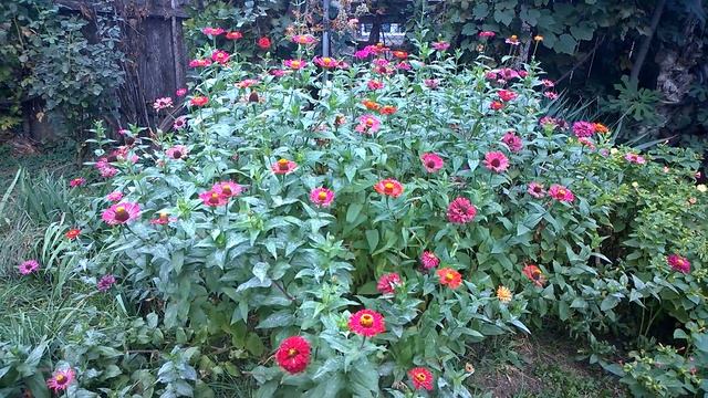 Zinnias