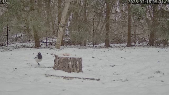 Сороки потолстели при хорошем питании-Сало