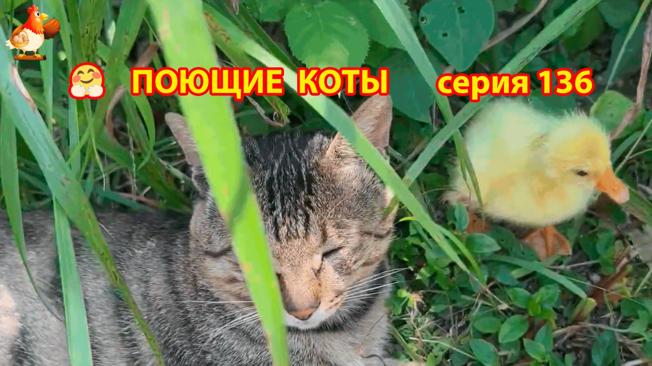 Крутые коты у птичьего двора серия (136) 🐈🐈⬛😹 Природа Абхазии и подворье с птицами и животными ❣