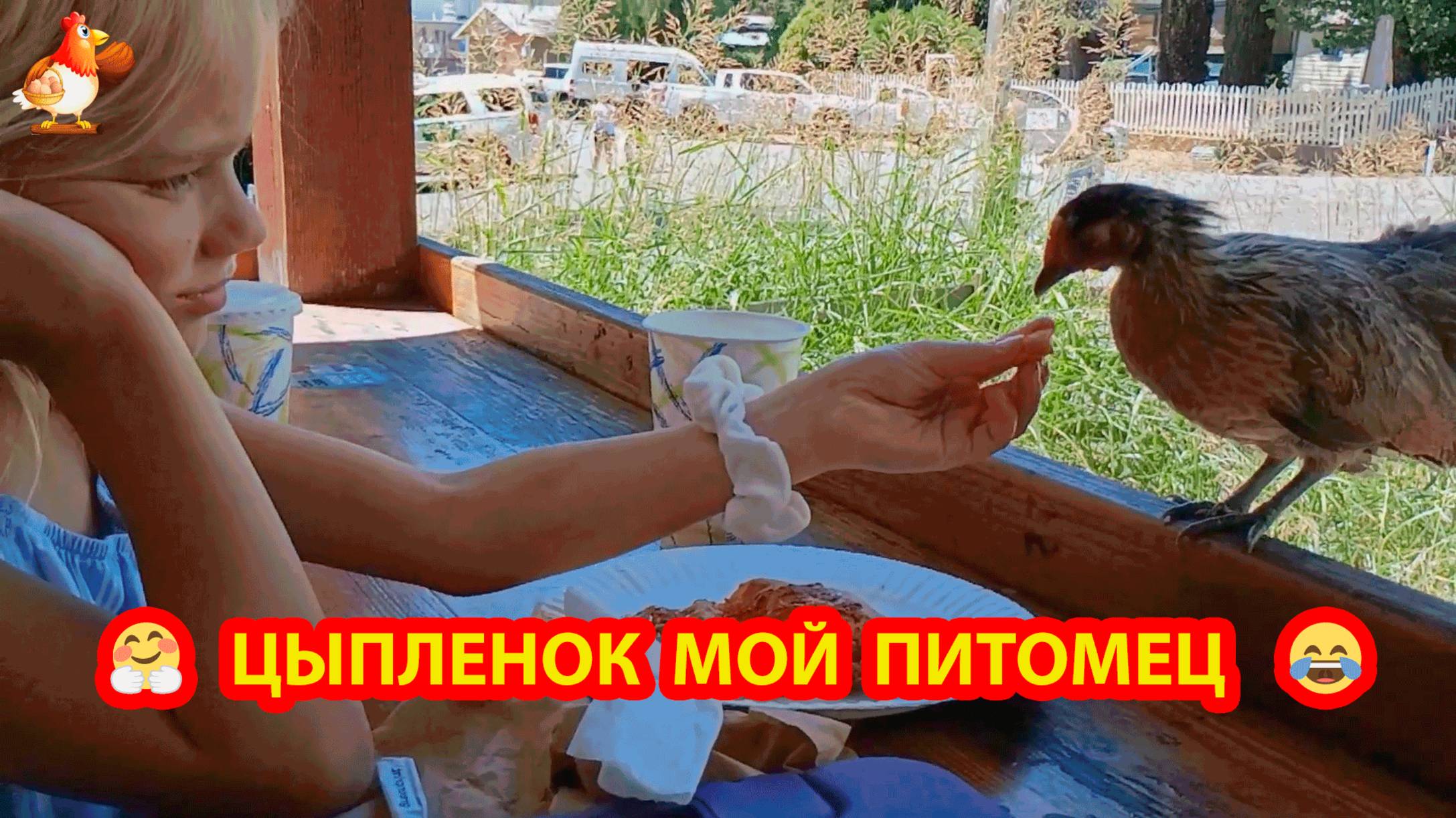 Цыпленок домашний питомец двух сестренок 🐤🥰❣️