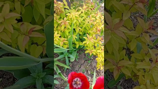 ✨Прекрасные❤тюльпаны🌹🌹🌹#тюльпаны#весна#добро#красота#newvideo#tulips#spring#good#beautiful#flowers#