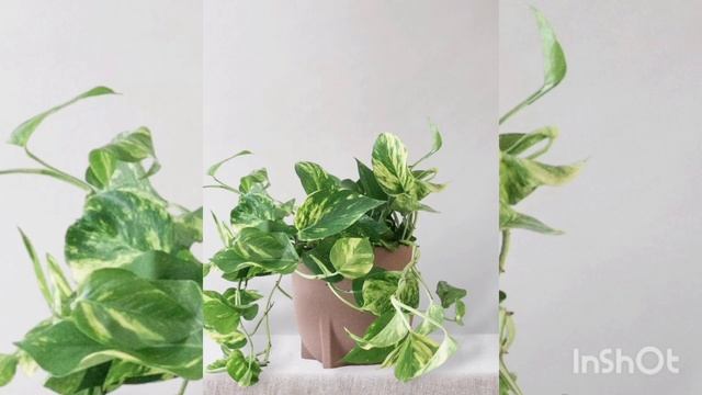 Epipremnum aureum (Golden Pothos) PLANT WORLD.. ☘️