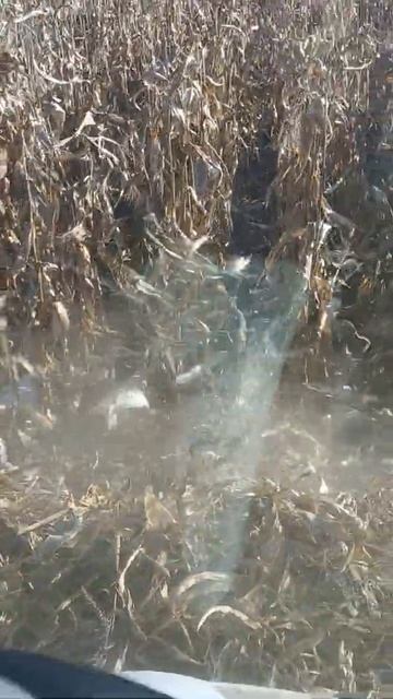 Acros 595plus уборка кукурузы