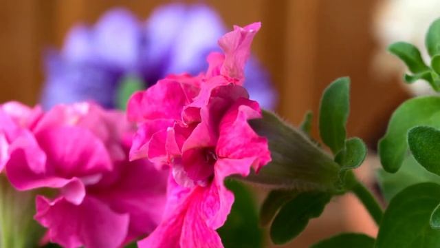 4K Nature Opening Flowers Video Slowly Flowers video