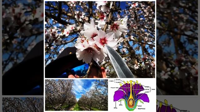 Almond bloom '21 - Day 7