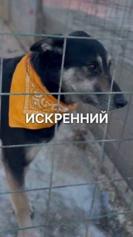 Макс из приюта в добрые руки/ Москва