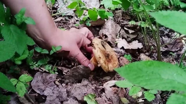 Грибное разгуляево в шикарной компании под Минском.