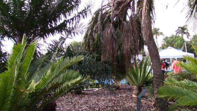 Livistona sp. in Rough Shape. at Gizella Kopsick Palm Arboretum