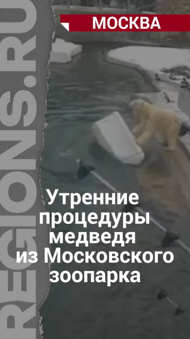 Утренние процедуры медведя из Московского зоопарка