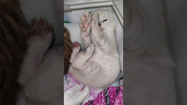 Котята породы бенгальская. Поколение F2 и котята экспериментального помета.