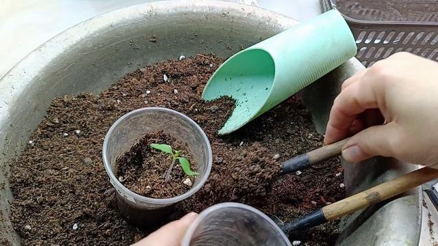 Успехи и Неудачи Семян с Озона . Пикирую томатики .