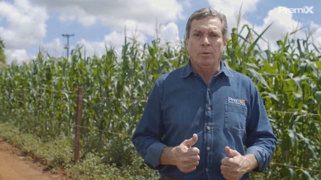 Silagem de milho ou sorgo?