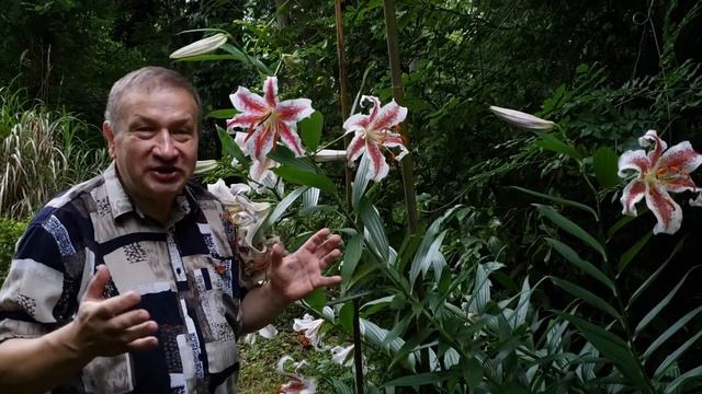 The extreme lilies