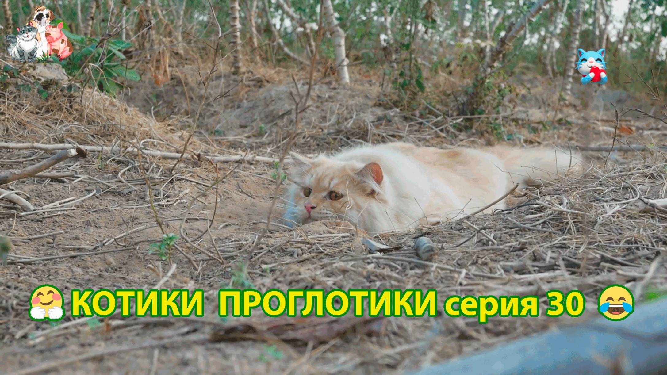 Котики-проглотики растут будущие птицеводы 🐈🐈⬛😹 эпизод (30)
