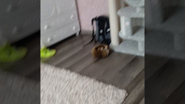 Что делаем если нет чего погрызть