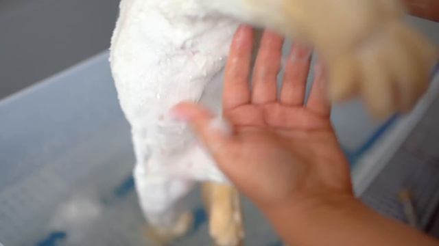 When this cute cat gets angry, it gets even cuter!😻🛁✂️❤️