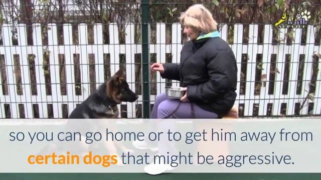 Training Your Dog To Come When Called Is Very Important