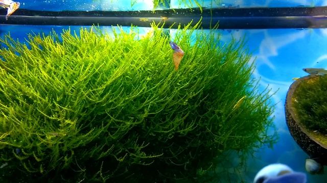 Red Grass Guppies - 29 Gallon Planted Aquarium