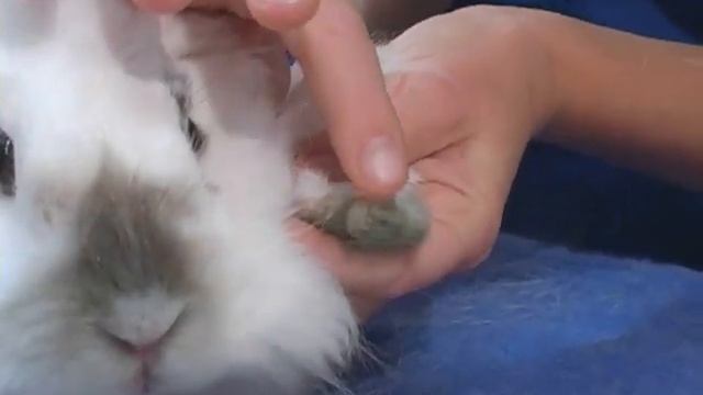 PDSA Vet Advice: How To Keep Your Rabbit Healthy