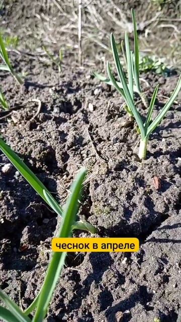 Чеснок растет в апреле #чеснок #огород