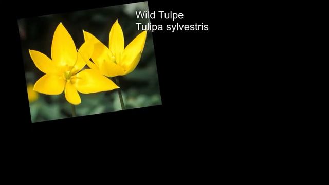 Türkenbund-Lilie, die gefährdete Schönheit