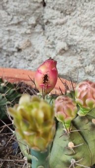 #gymnocalycium #fruto