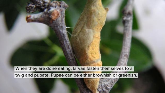 The Citrus Swallowtail - A Butterfly from Africa