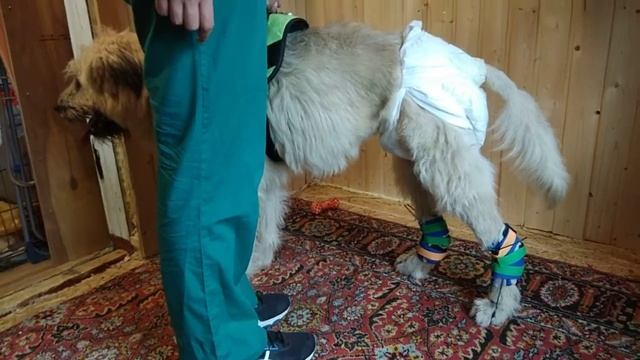 Седой стоит в ортезах 19.08.18