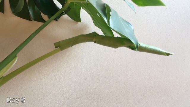 Daily Progress of a New Monstera Deliciosa Leaf Growing | Monstera Time-lapse