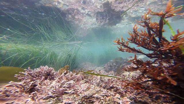 red algae and surf grass