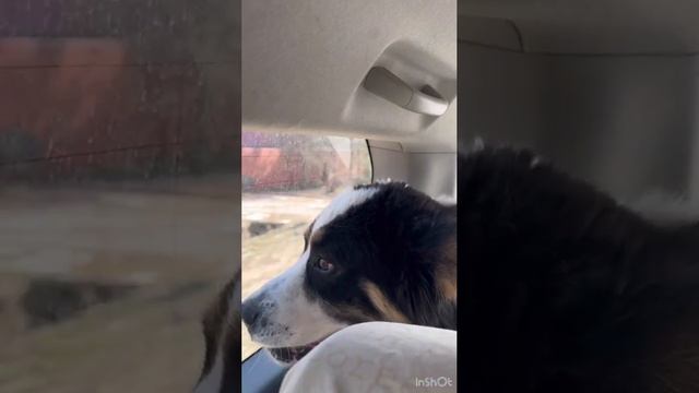 Алабай САО Фундук ищет дом❤️