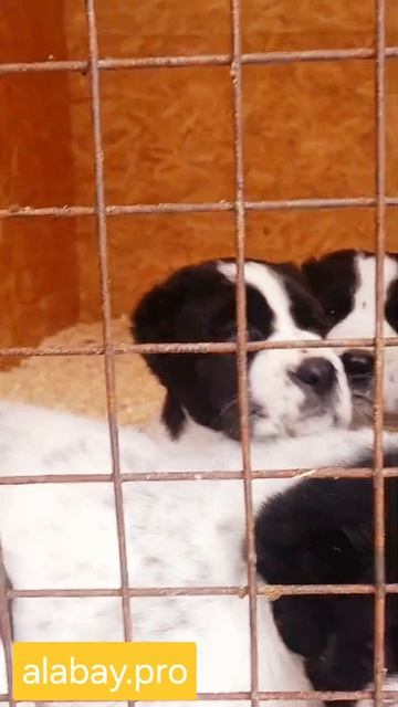 Щенки алабая alabay.pro