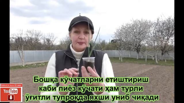 Уй шароитида, томоркамизда гигант пиёз етиштириш #Daromad, #piyoz