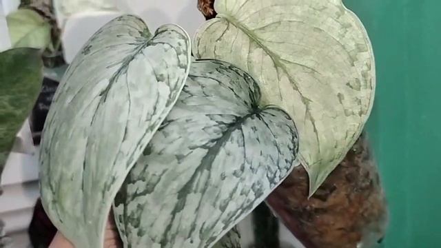10 Plants I LOVE ngayong JANUARY 2024