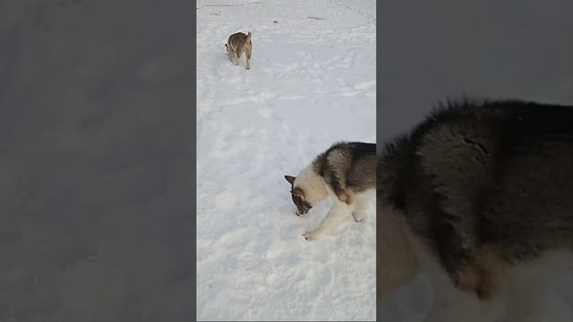 Собаки