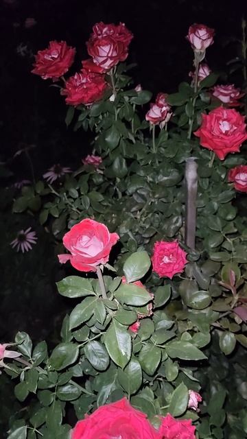 розы