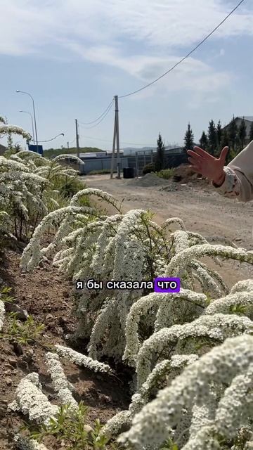 Спирея серая. Обзор растения. #сад #дача #garden #спирея