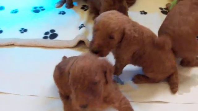 Red Standard Poodles- puppies with Auntie Iris