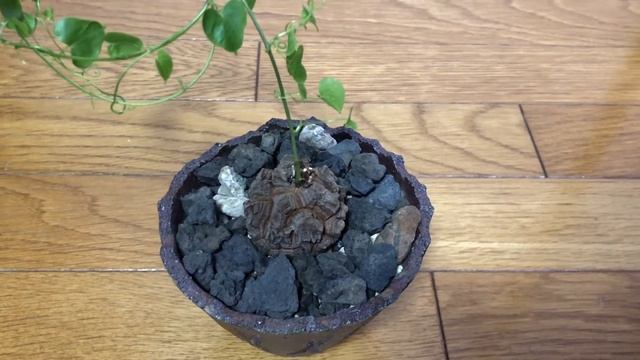 【塊根植物　コーデックス　多肉植物】冬型コーデックス！亀甲竜の紹介