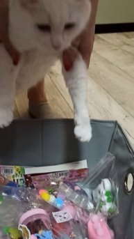 Магазин сквишей 🐾 котик пришло в магазин😆😂