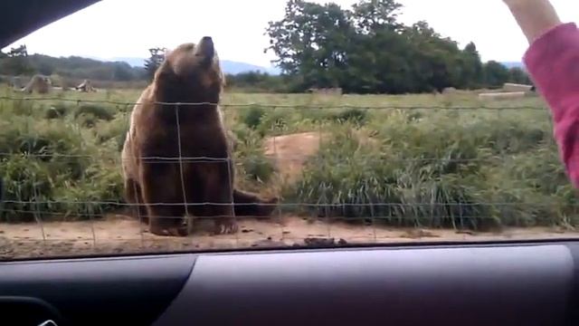 Вежливый медведь Gentle bear